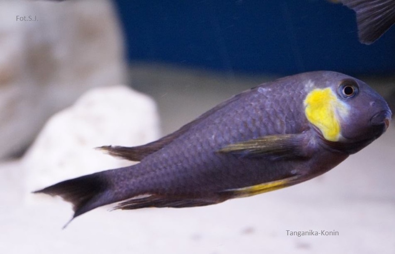 Tropheus sp. 'lukuga' Kabimba